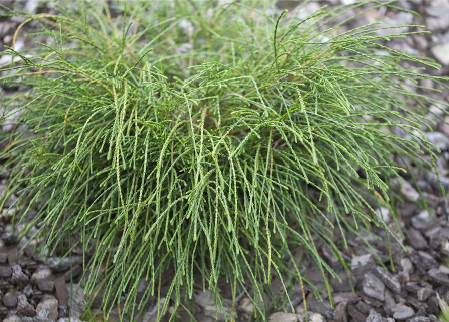 Thuja plicata 'Whipcord'