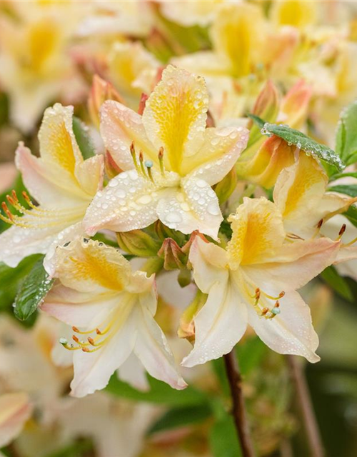 R Rhododendron luteum 'Daviesii'