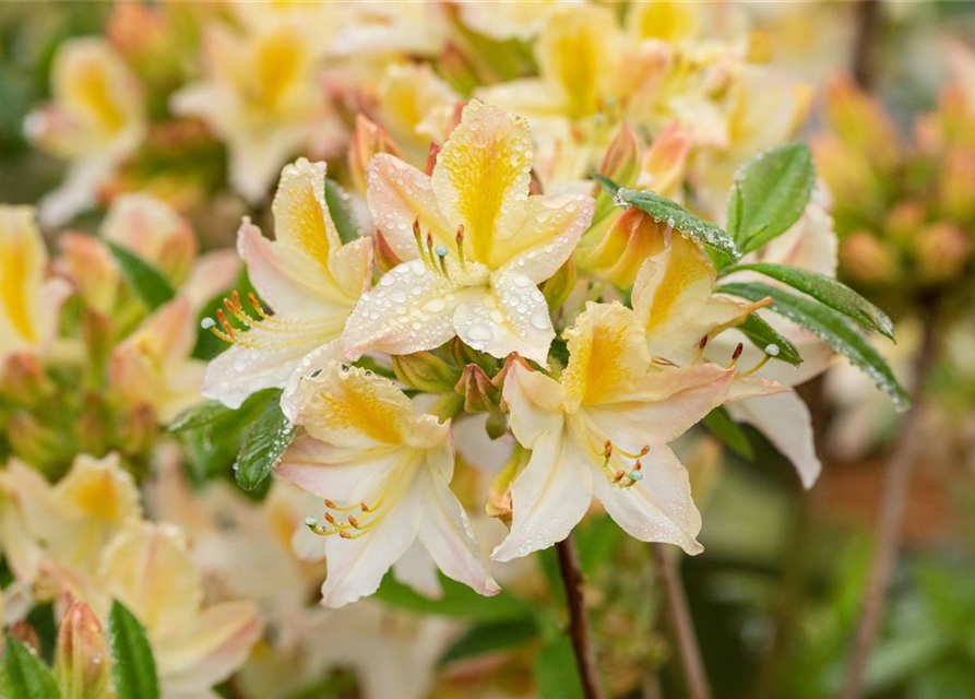 R Rhododendron luteum 'Daviesii'