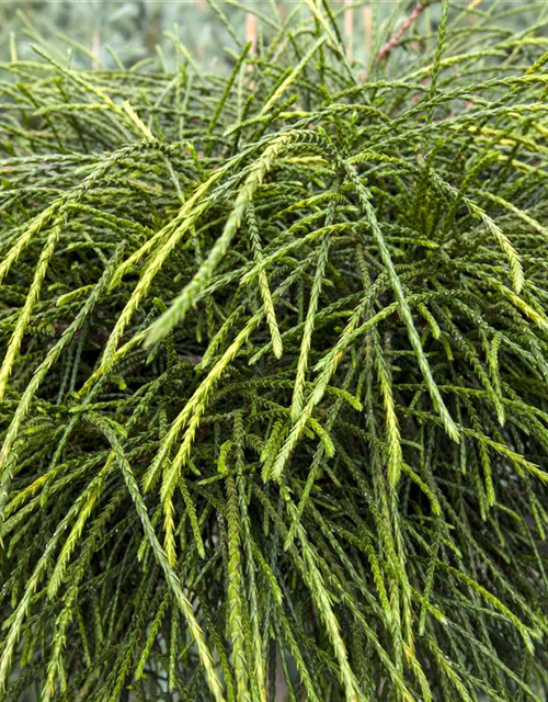 Thuja plicata 'Whipcord'