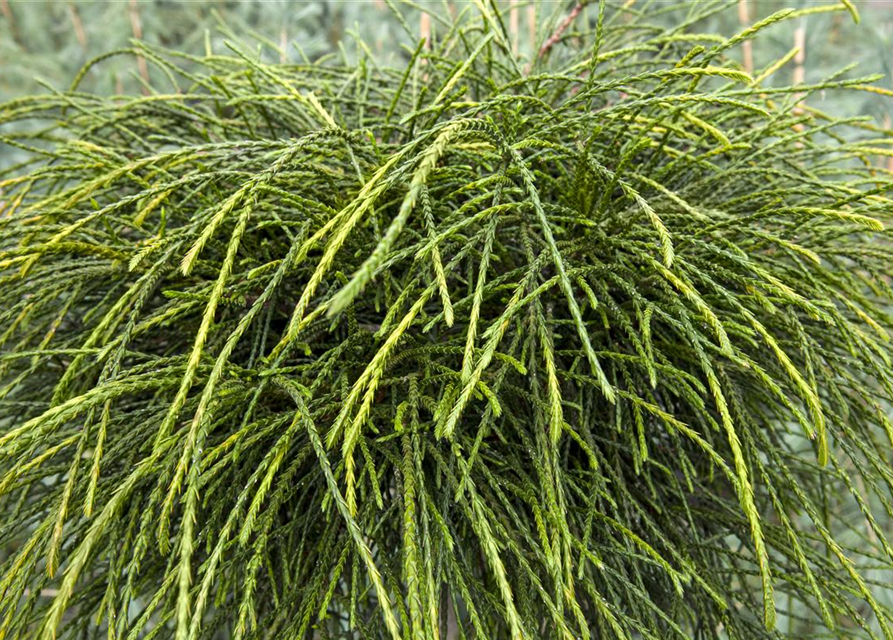 Thuja plicata 'Whipcord'