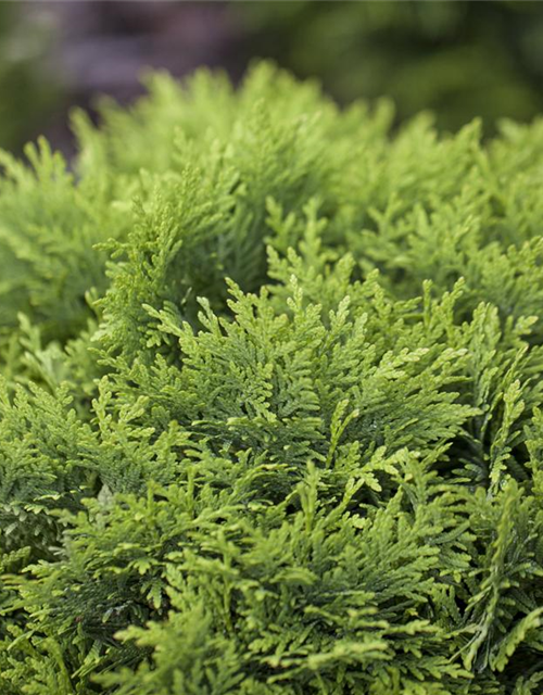 Thuja occidentalis 'Danica'