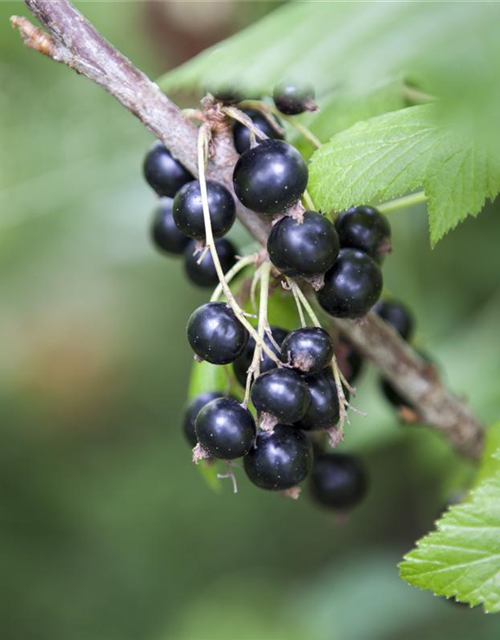 Ribes nigrum 'Ben Sarek' CAC