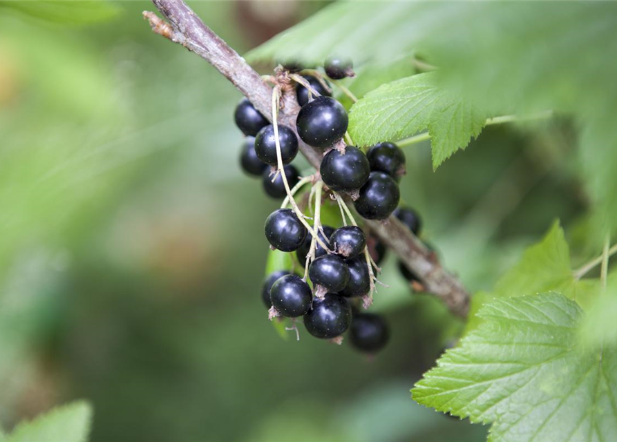 Ribes nigrum 'Ben Sarek' CAC