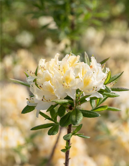 R Rhododendron luteum 'Daviesii'