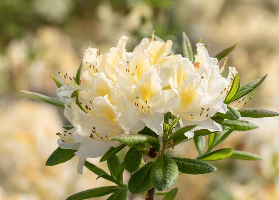 R Rhododendron luteum 'Daviesii'