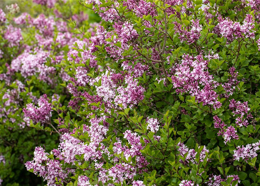 Syringa meyeri 'Palibin'