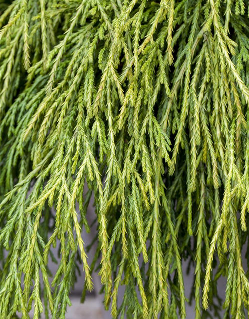 Thuja plicata 'Whipcord'