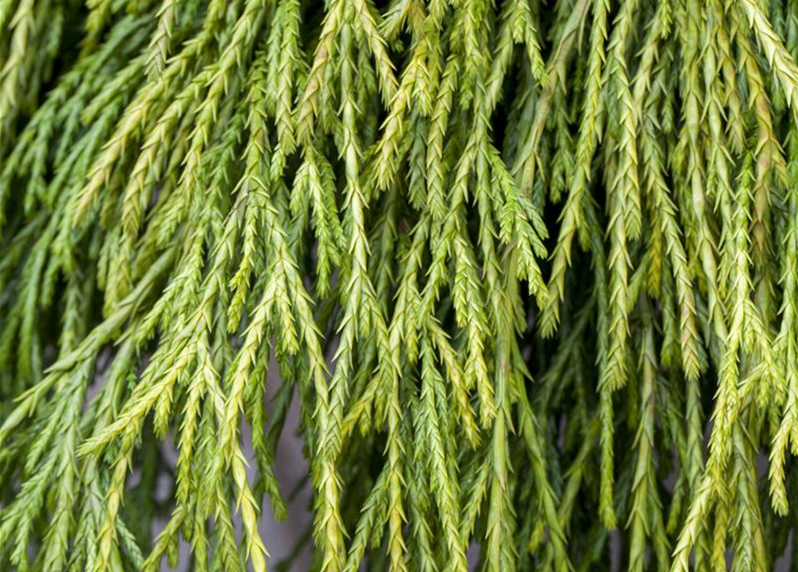 Thuja plicata 'Whipcord'