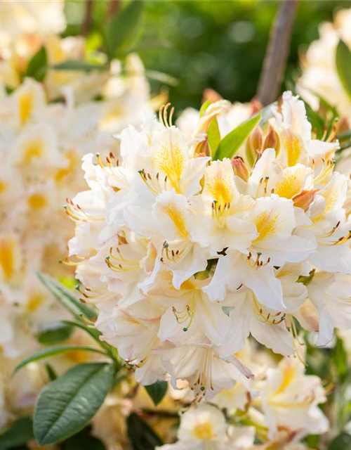 R Rhododendron luteum 'Daviesii'