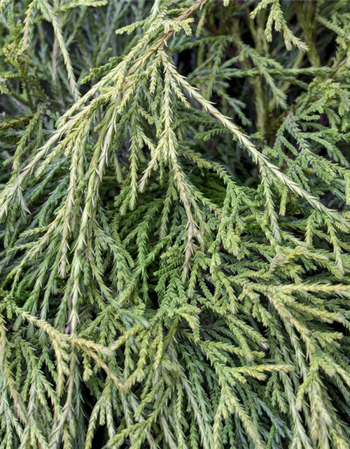 Thuja plicata 'Whipcord'