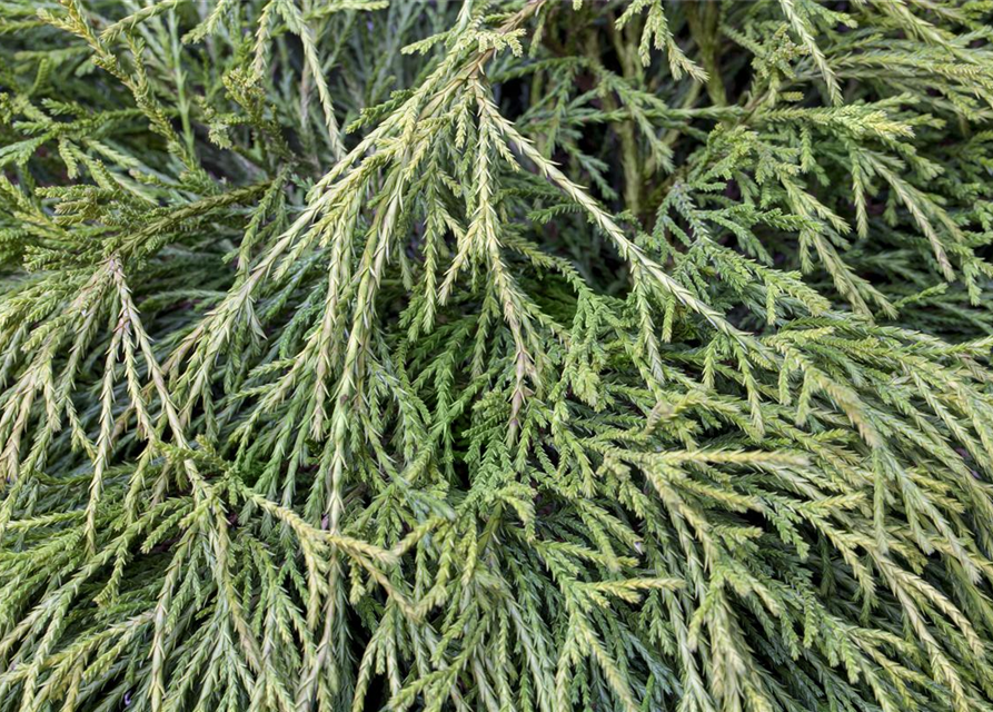 Thuja plicata 'Whipcord'