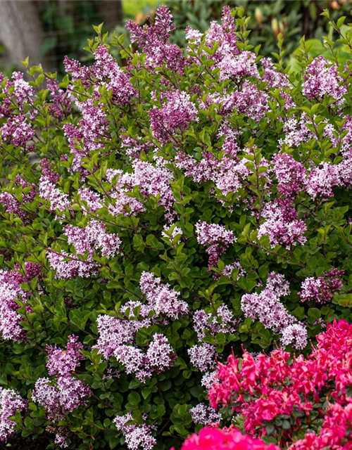 Syringa meyeri 'Palibin'