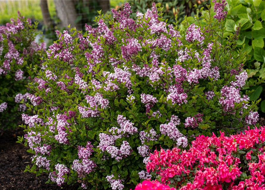 Syringa meyeri 'Palibin'