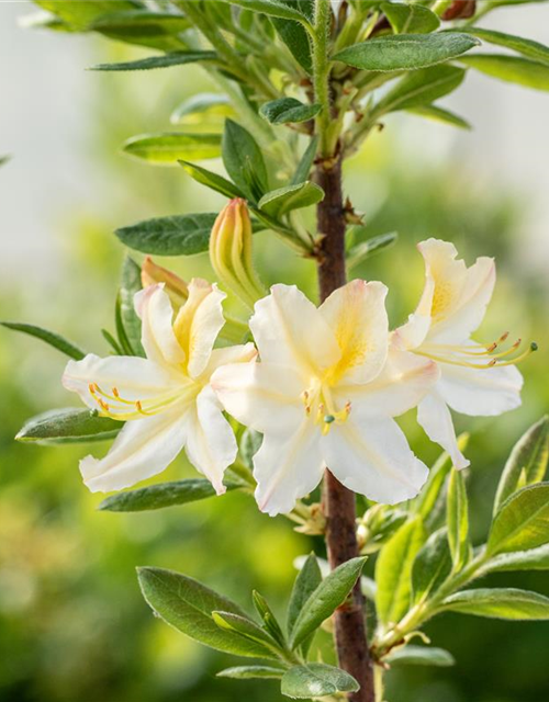 R Rhododendron luteum 'Daviesii'