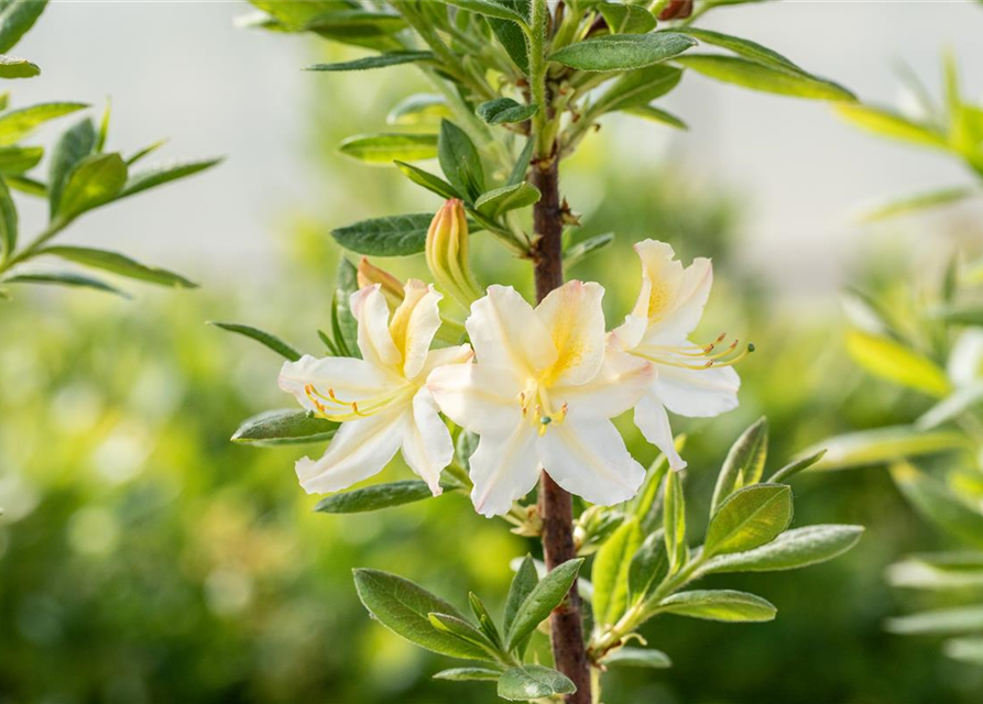 R Rhododendron luteum 'Daviesii'