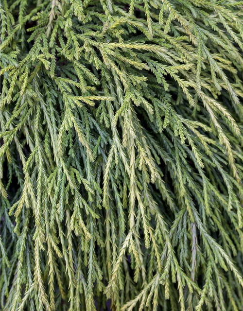 Thuja plicata 'Whipcord'