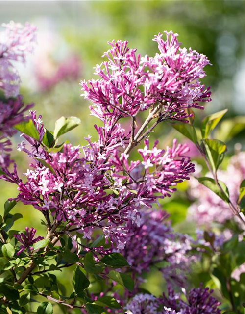 Syringa meyeri 'Palibin'