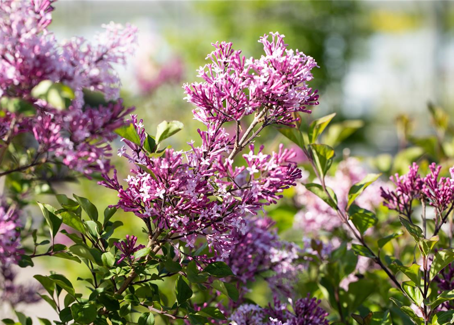 Syringa meyeri 'Palibin'