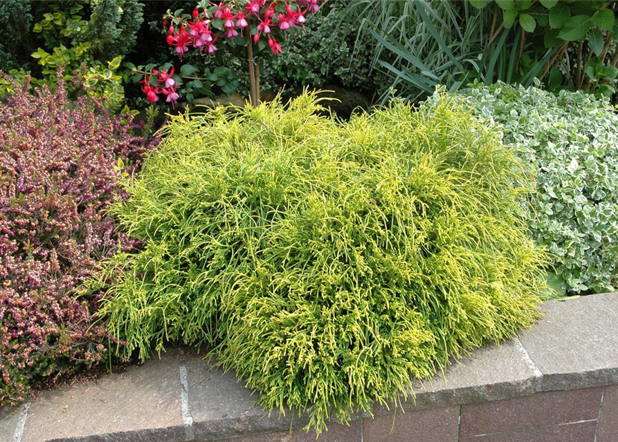 Thuja plicata 'Whipcord'