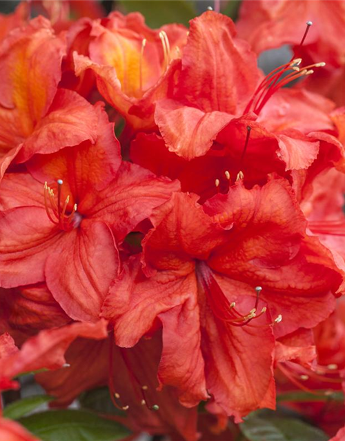 Sommergrüne Azalee 'Feuerwerk'