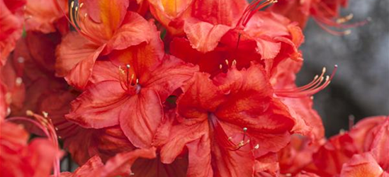 Sommergrüne Azalee 'Feuerwerk'