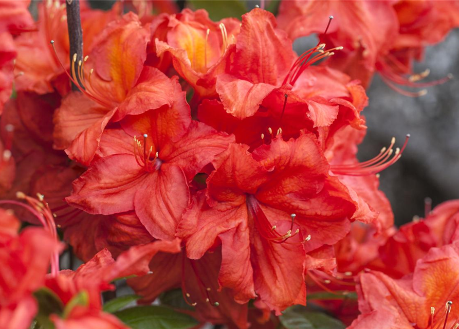 Sommergrüne Azalee 'Feuerwerk'