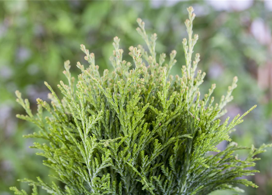 Thuja occidentalis 'Danica'