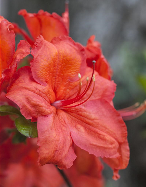 Sommergrüne Azalee 'Feuerwerk'