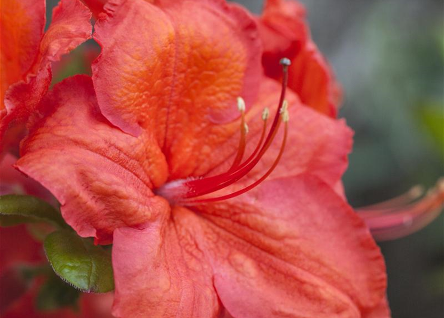 Sommergrüne Azalee 'Feuerwerk'