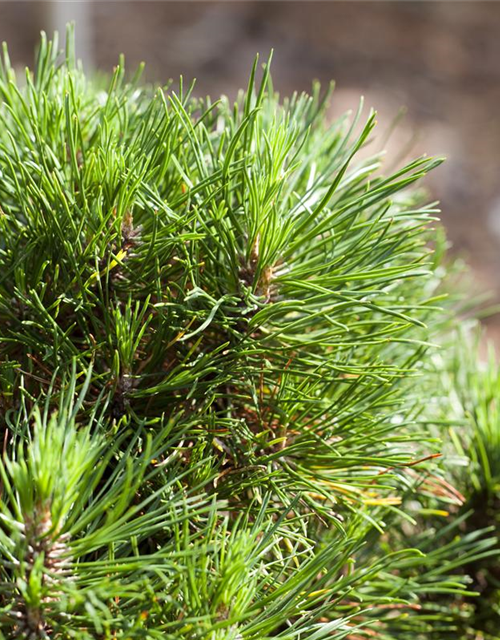 Pinus mugo 'Varella'