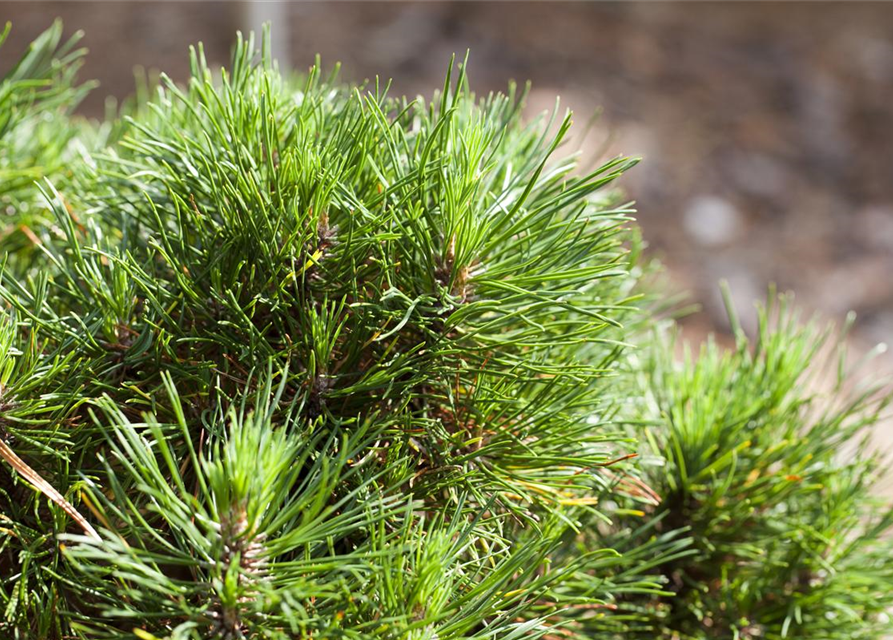 Pinus mugo 'Varella'