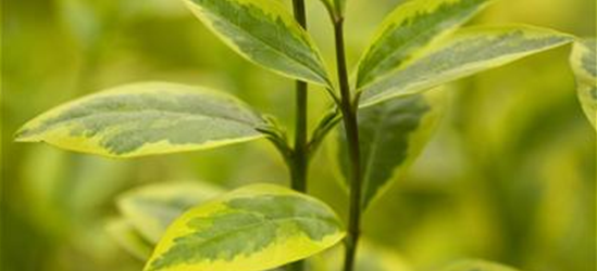 Ligustrum ovalifolium 'Aureum'