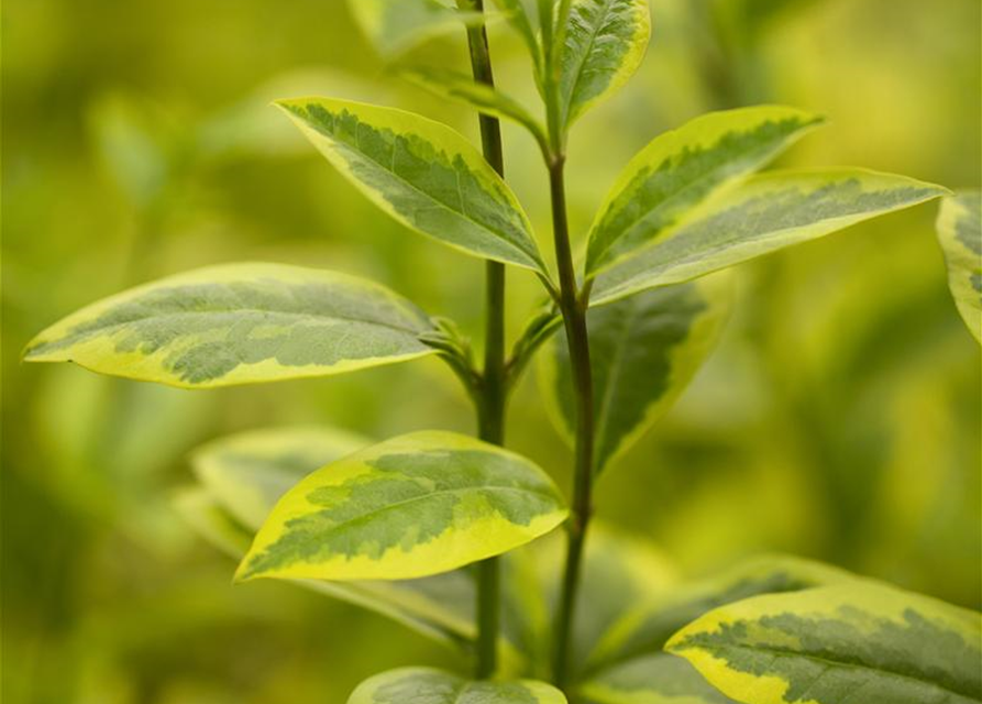 Ligustrum ovalifolium 'Aureum'