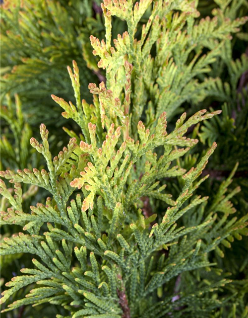 Thuja occidentalis 'Smaragd d'Or'