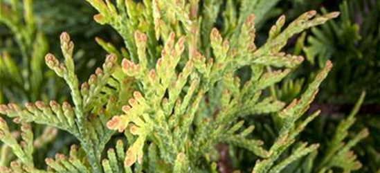 Thuja occidentalis 'Smaragd d'Or'