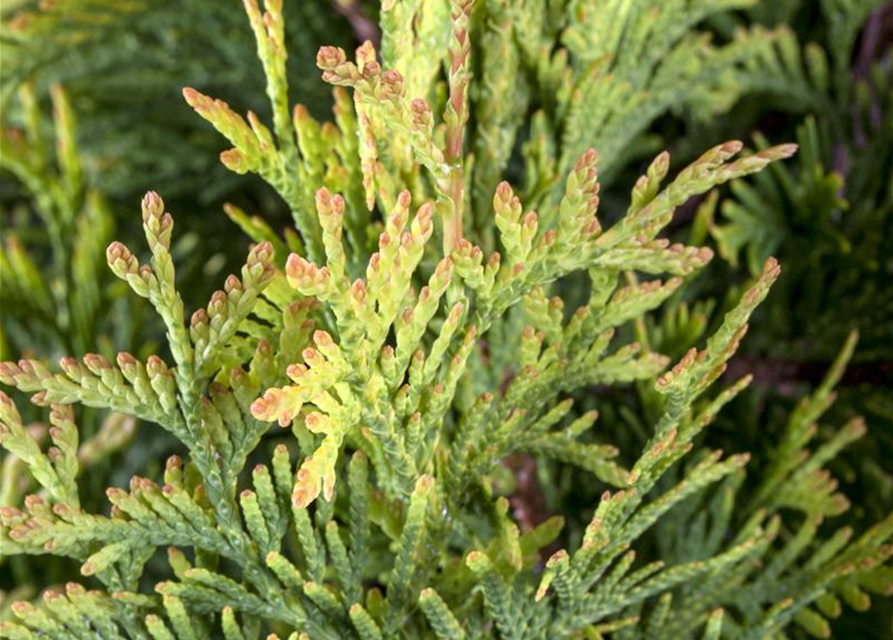 Thuja occidentalis 'Smaragd d'Or'