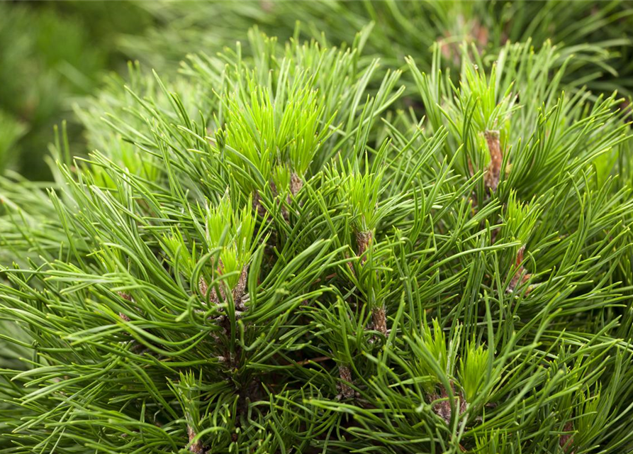 Pinus mugo 'Varella'