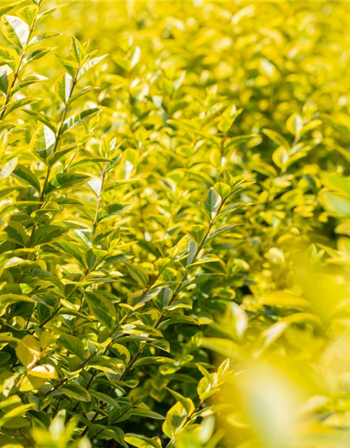 Ligustrum ovalifolium 'Aureum'