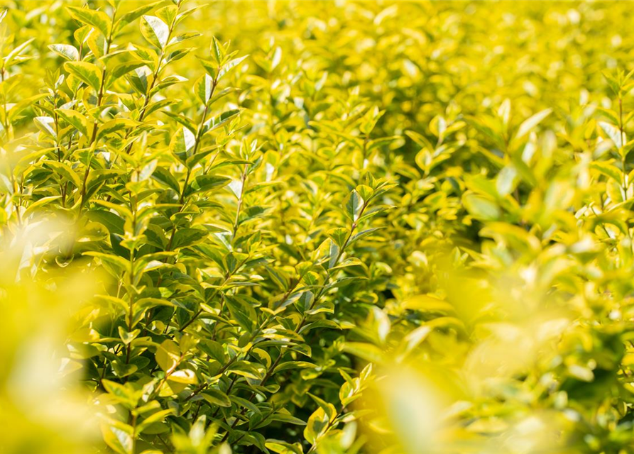 Ligustrum ovalifolium 'Aureum'