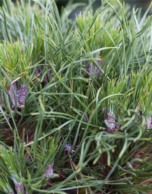 Pinus mugo 'Varella'