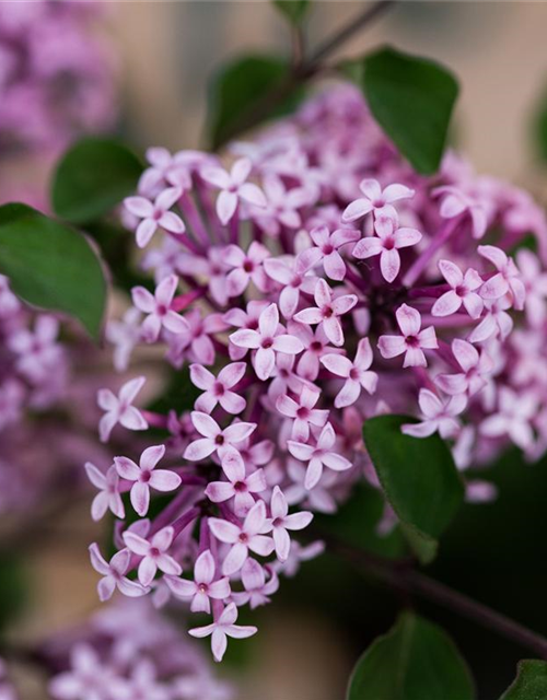 Syringa meyeri 'Red Pixie'