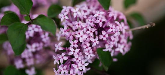 Syringa meyeri 'Red Pixie'