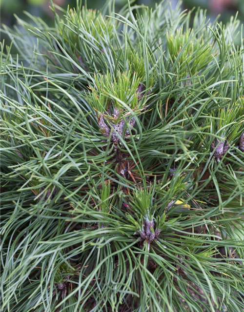 Pinus mugo 'Varella'