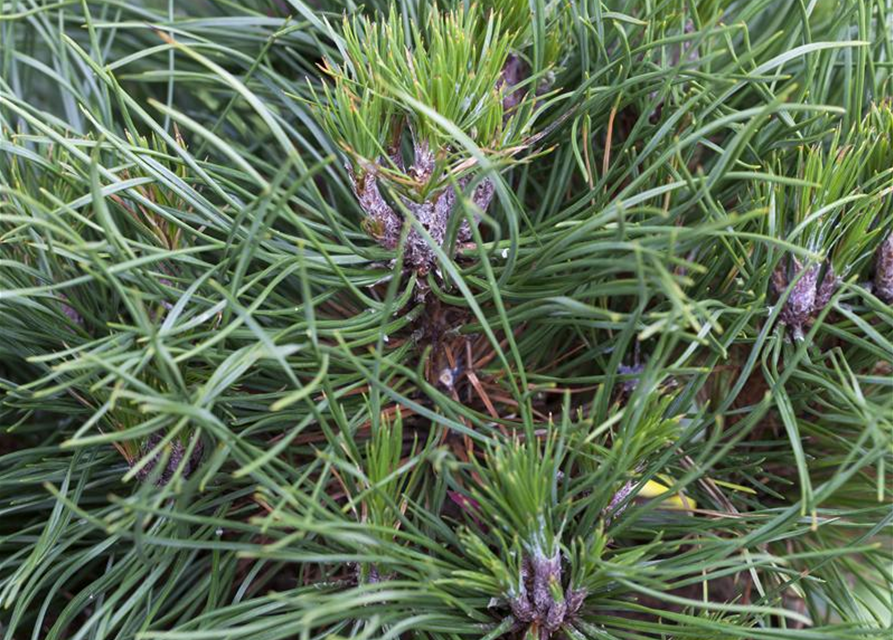 Pinus mugo 'Varella'