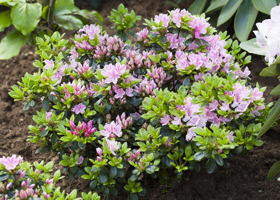 Japanische Azalee 'Rosinetta'®