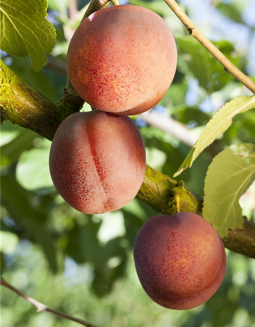 Prunus domestica 'Königin Viktoria'