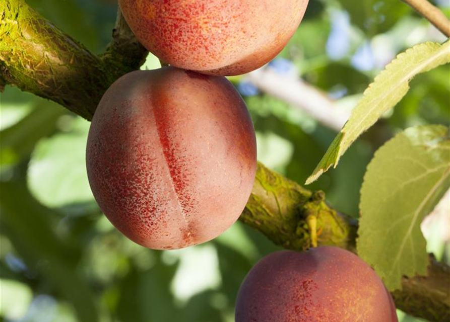 Prunus domestica 'Königin Viktoria'