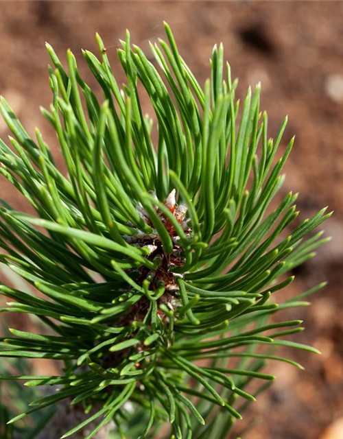 Pinus mugo 'Varella'