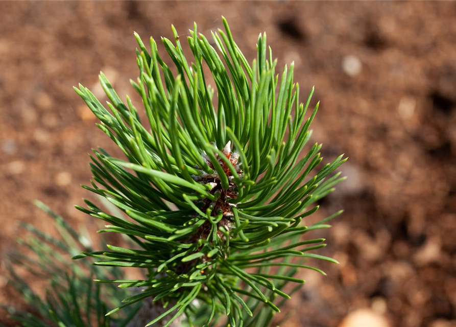 Pinus mugo 'Varella'